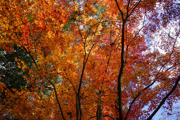 京都宇治の紅葉シーズン