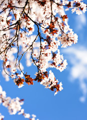 Delicate spring blooms of cherry plum on a background of blue sky. Категория Растения и Цветы
