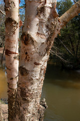 Naklejka premium Birch tree trunk with peeling bark