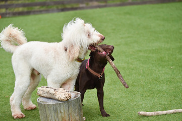 ラブラドールレトリバー