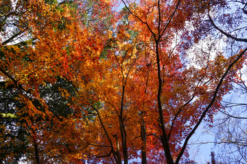 京都宇治の紅葉シーズン