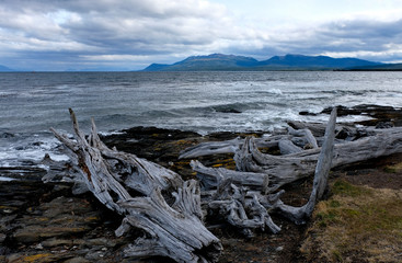 Dry tree trunks