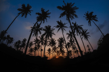 Naklejka premium Palms in silhouette on the sunset