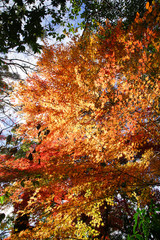 京都宇治の紅葉シーズン