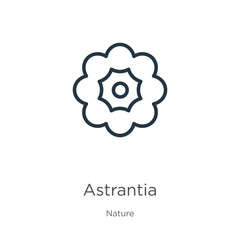 Astrantia icon. Thin linear astrantia outline icon isolated on white background from nature collection. Line vector sign, symbol for web and mobile