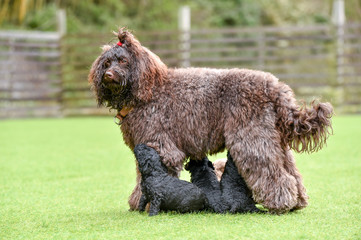 ラブラドールレトリバー