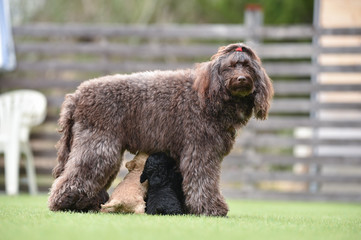 ラブラドールレトリバー