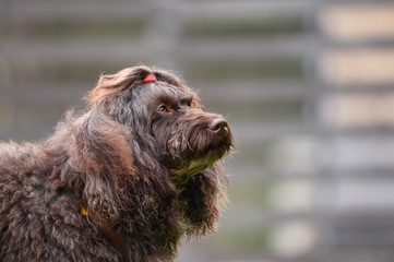 ラブラドールレトリバー