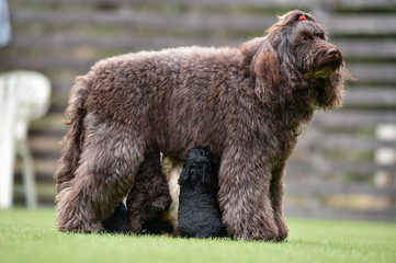 ラブラドールレトリバー