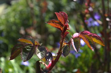 Rosen im Frühjahr