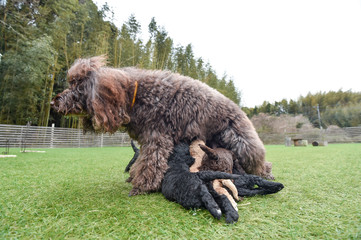 ラブラドールレトリバー
