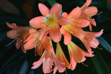 Blühende Clivia