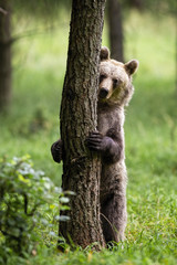 Shy brown bear, ursus arctos, hiding behind a tree in summer forest with green grass. Vertical composition of cute animal hugging a trunk by paws with sharp claws.