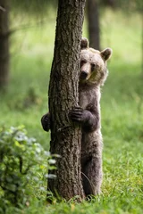 Wandcirkels aluminium Shy brown bear, ursus arctos, hiding behind a tree in summer forest with green grass. Vertical composition of cute animal hugging a trunk by paws with sharp claws. © WildMedia