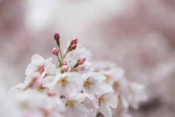 Cherry blossom (Prunus avium) and buds covered in snow