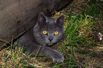 Naklejka na ściany i meble Young british cat in grass