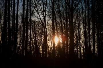 sunset in the backlit forest