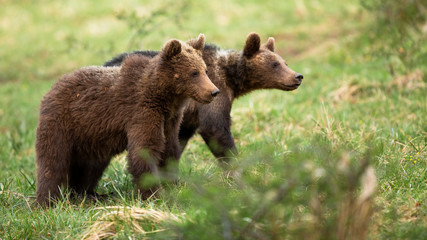 Fototapeta na wymiar Two cute brown bear, ursus arctos, cubs walking on a meadow with green grass in spring. Little young animals moving in nature with copy space. Mammal looking aside in wilderness.