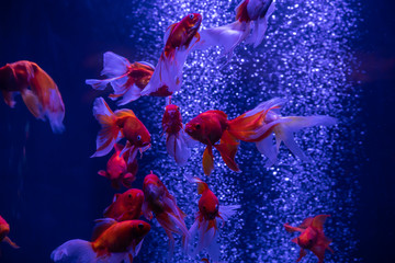 Nice red gold fish in air bubbles blue background nature aquarium 
