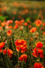 Obraz premium Mak zbliżenie pole, kwitnące dzikie kwiaty w zachodzącym słońcu. Czerwone tło zielone, puste, tapeta z nieostrością.