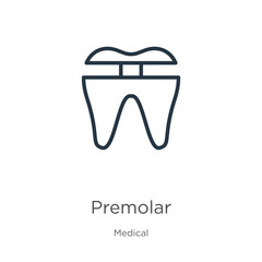 Premolar icon. Thin linear premolar outline icon isolated on white background from medical collection. Line vector sign, symbol for web and mobile