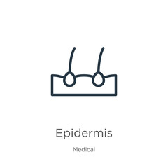 Epidermis icon. Thin linear epidermis outline icon isolated on white background from medical collection. Line vector sign, symbol for web and mobile