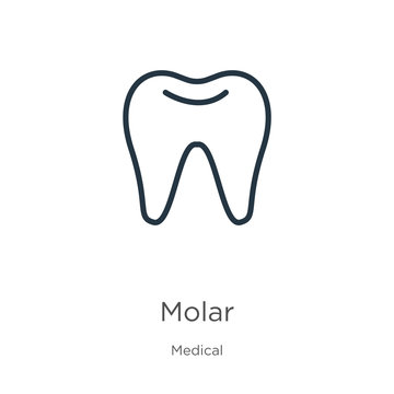Molar icon. Thin linear molar outline icon isolated on white background from medical collection. Line vector sign, symbol for web and mobile