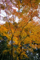 京都宇治の紅葉シーズン