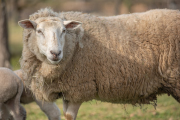 Moutons dans un pâturage