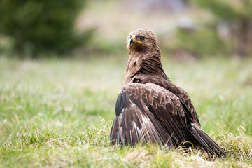 Proud lesser spotted eagle, clanga pomarina, protecting territory or prey with low hanging wings on meadow in nature. Majestic wild bird on the ground with copy space.