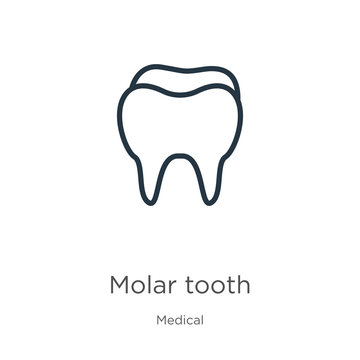 Molar tooth icon. Thin linear molar tooth outline icon isolated on white background from medical collection. Line vector sign, symbol for web and mobile