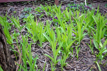 first lily sprouts in the garden
