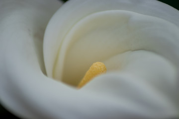 lirio de agua