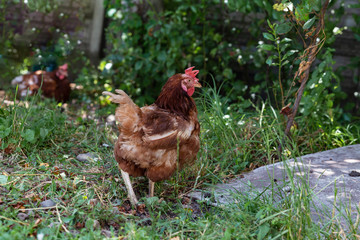 Red chicken walks on grass in nature
