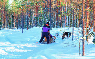 Woman in Husky Dogs Sled in Rovaniemi of Finland Lapland reflex