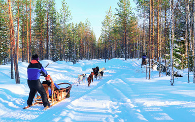 Woman at Husky Dogs Sled in Rovaniemi of Finland Lapland reflex