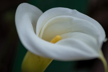 Fototapeta na wymiar flor de lirio