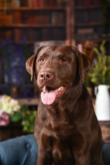 ラブラドールレトリバー