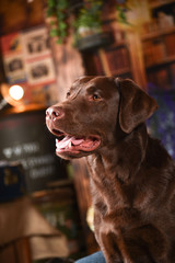 ラブラドールレトリバー