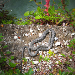 Dice or water snake (Natrix tessellata) sunbathing at the waterfront way in Riva at lake Garda (Italy)