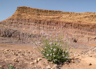 desert rocket diplotaxis acris wildflower blooming in a rehabilitated mining quarry in the makhtesh ramon crater in israel with the colorful soil layersin the background