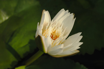 This beautiful waterlily or lotus flower is complimented by the rich colors.