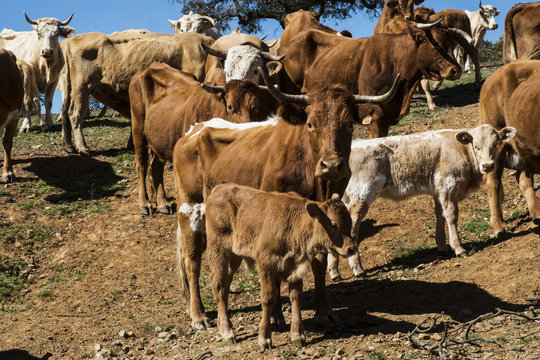 Cows farm in extensive production system between oaks in Andalusia