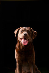 ラブラドールレトリバー