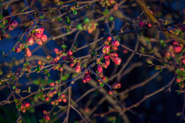 Beautiful spring background – branches with buds and red flowers of Chaenomeles japonica shrub,...