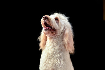 ラブラドゥードル