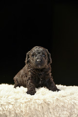 ラブラドゥードル