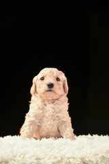 ラブラドゥードル