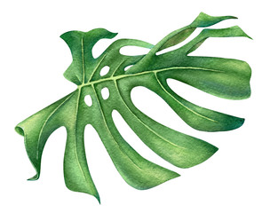 Watercolor monstera leaf © Liubov Tolstova