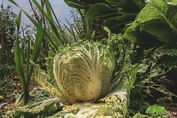 cabbage